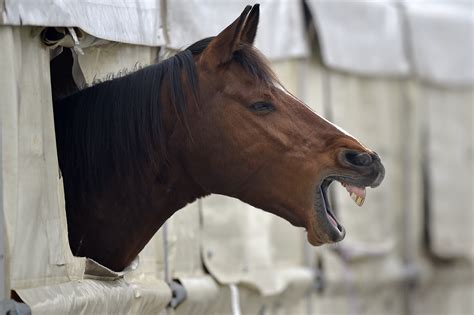 horse blowjob|horse.